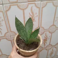 سانسوریا پاکوتاه