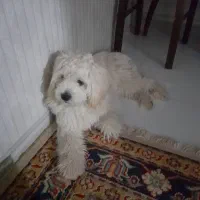 سگ‌ مالتیز  به علت مهاجرت فوری  ماده|سگ|پاکدشت, حصار امیر|دیوار