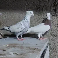 ماده خوب|پرنده|شیراز, قلعه نو|دیوار