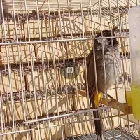 مرغ عشق دم زرد همراه با قفس و وسایل