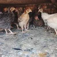فروش جوجه مرغ محلی