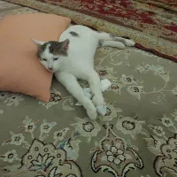 گربه (نر)|گربه|سنندج, |دیوار