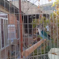 عروس هلندی و طوطی کوتوله|پرنده|مهریز, |دیوار