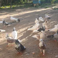 فروش کبوتر تهرانی بفروش میرسید