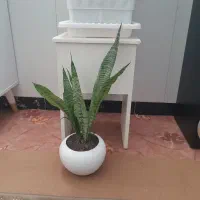 گلدان|صنایع دستی و سایر لوازم تزئینی|میانه, |دیوار