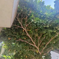 هرس کاری انواع درخت