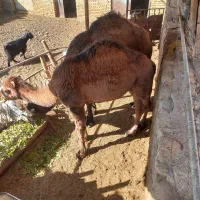 هاشیه شتر|حیوانات مزرعه|نیر (یزد), |دیوار