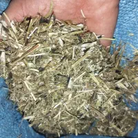 کاه ماش شوش