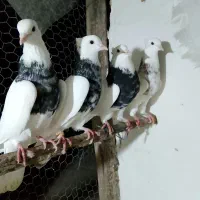 کبوتر رنگی آص