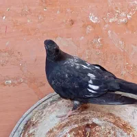 کفتر|پرنده|رامهرمز, |دیوار