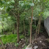 زمین240متری-دور-دیوار-شکاری