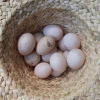 تخم اردک اسرائیلی نطفه دار