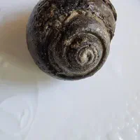 سنگ فسیل حلزون