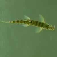 ماهی آکواریومی لوچ|ماهی|زابل, |دیوار