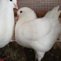 کبوتر کینگ یا گوشتی