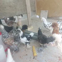 مرغ سلطان