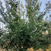 سیب|خوردنی و آشامیدنی|الشتر, |دیوار