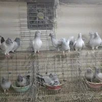 کبوتر شامی کرمانی