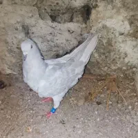 کبوتر کله سیمانی ماده پرش سنگین
