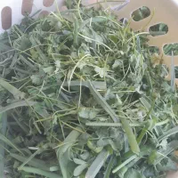 فروش ۳ هکتار در قصبه غربی