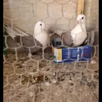 جمع اوری خرید کود کبو تر با قیمت مناسب تهران وحومه