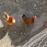 مرغ محلی تخم گذار
