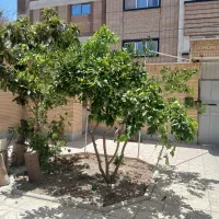 اجاره خانه