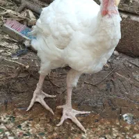 بوقلمون بیوتی۶|حیوانات مزرعه|بندرعباس, |دیوار