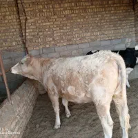 گوساله چاق