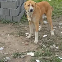 توله سگ الابای