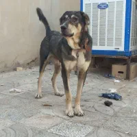 واگذاری سگ پژدر