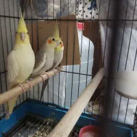 طوطی عروس|پرنده|ساوه, |دیوار