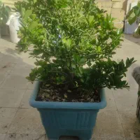شمشاد بزرگ
