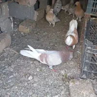 فروش چند جفت کبوتر زرد و سرور...|پرنده|اشنویه, |دیوار