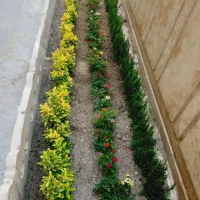 خدمات باغبانی باغچه کاری گل کاری تعویض خاک گلدون