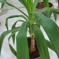 گل طبیعی|گل و گیاه طبیعی|تربت جام, والفجر|دیوار