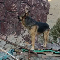 سگ ژرمن|سگ|کن, |دیوار