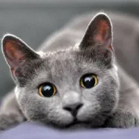 واگذاری گربه راشن بلو