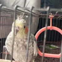 عروس هلندی فقط معاوضه