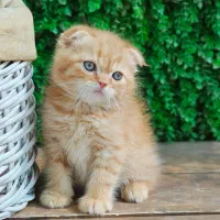 توله بریتیش وایت گلد|گربه|بندر ماهشهر, |دیوار