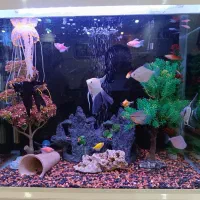 آکواریوم باکلی ماهی