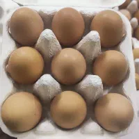 تخم مرغ محلی رسمی زرده طلا تازه و طبیعی قم|خوردنی و آشامیدنی|قم, کلهری|دیوار