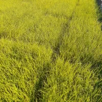 توم|خدمات باغبانی و درختکاری|لنگرود, |دیوار