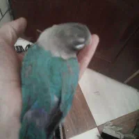 جوجه کوتوله دستی|پرنده|کرمان, |دیوار