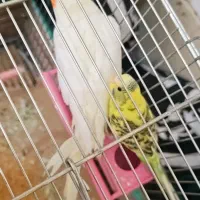 عروس هلندی ومرغ عشق|پرنده|شادگان, |دیوار