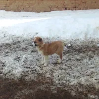 توله سگ|سگ|شیروان (خراسان), |دیوار