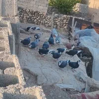 کبوتر فروشی|پرنده|رابر, |دیوار