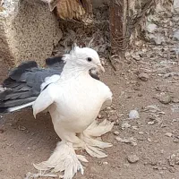 کبوتر|پرنده|سیرجان, |دیوار