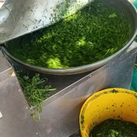 سبزی خوردکن