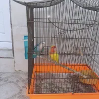 طوطی برزیلی|پرنده|قشم, |دیوار